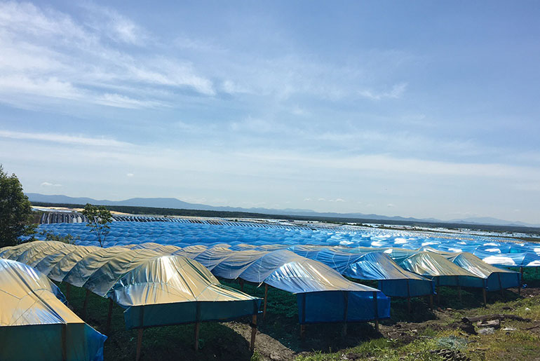  人参基地