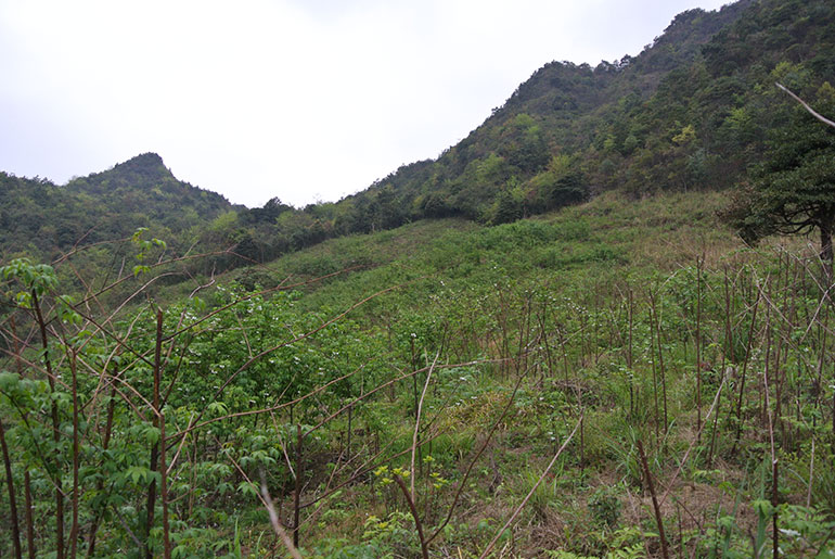 甜茶叶基地