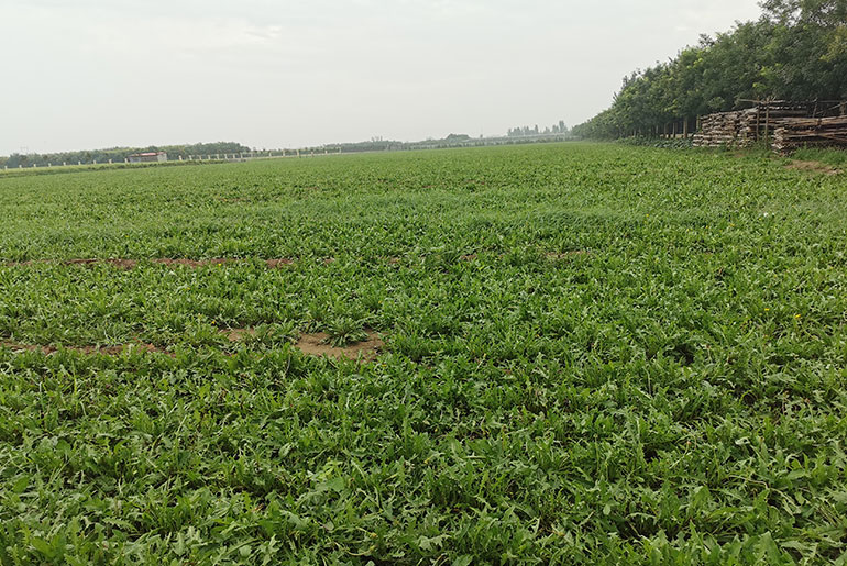 蒲公英叶基地
