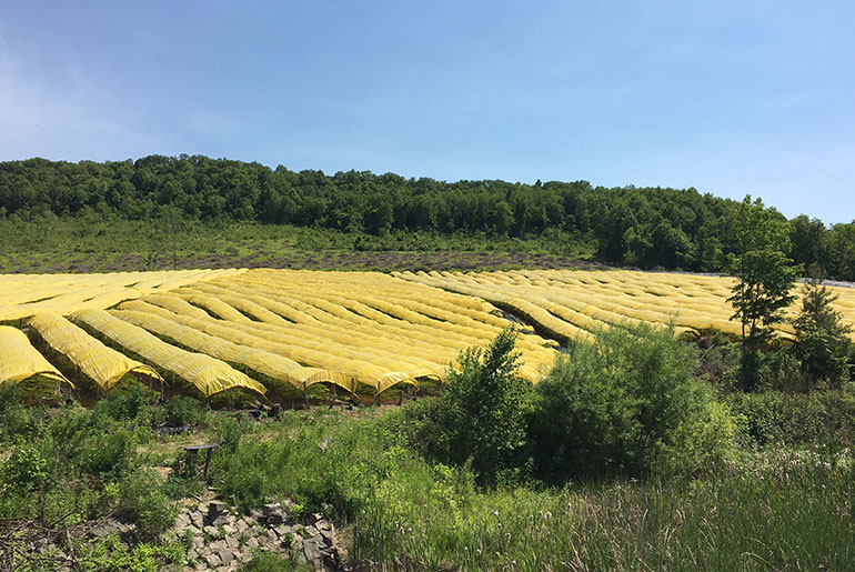 人参基地