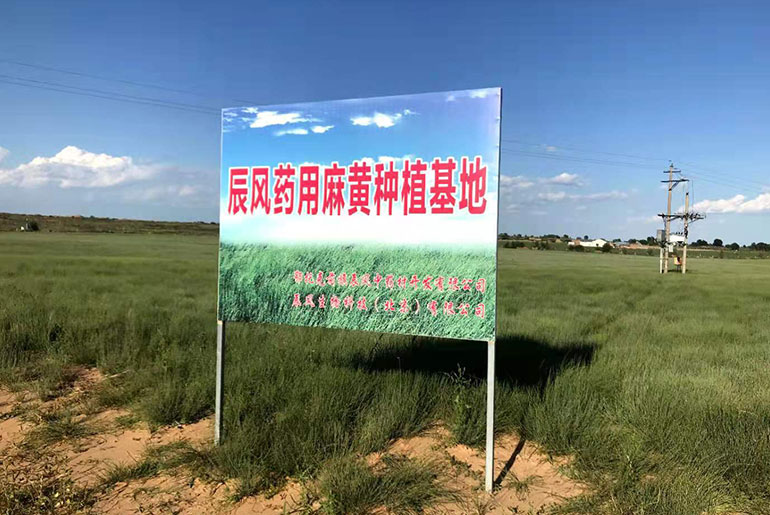 麻黄基地