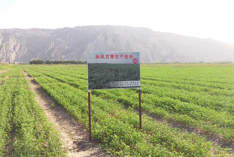 甘草基地