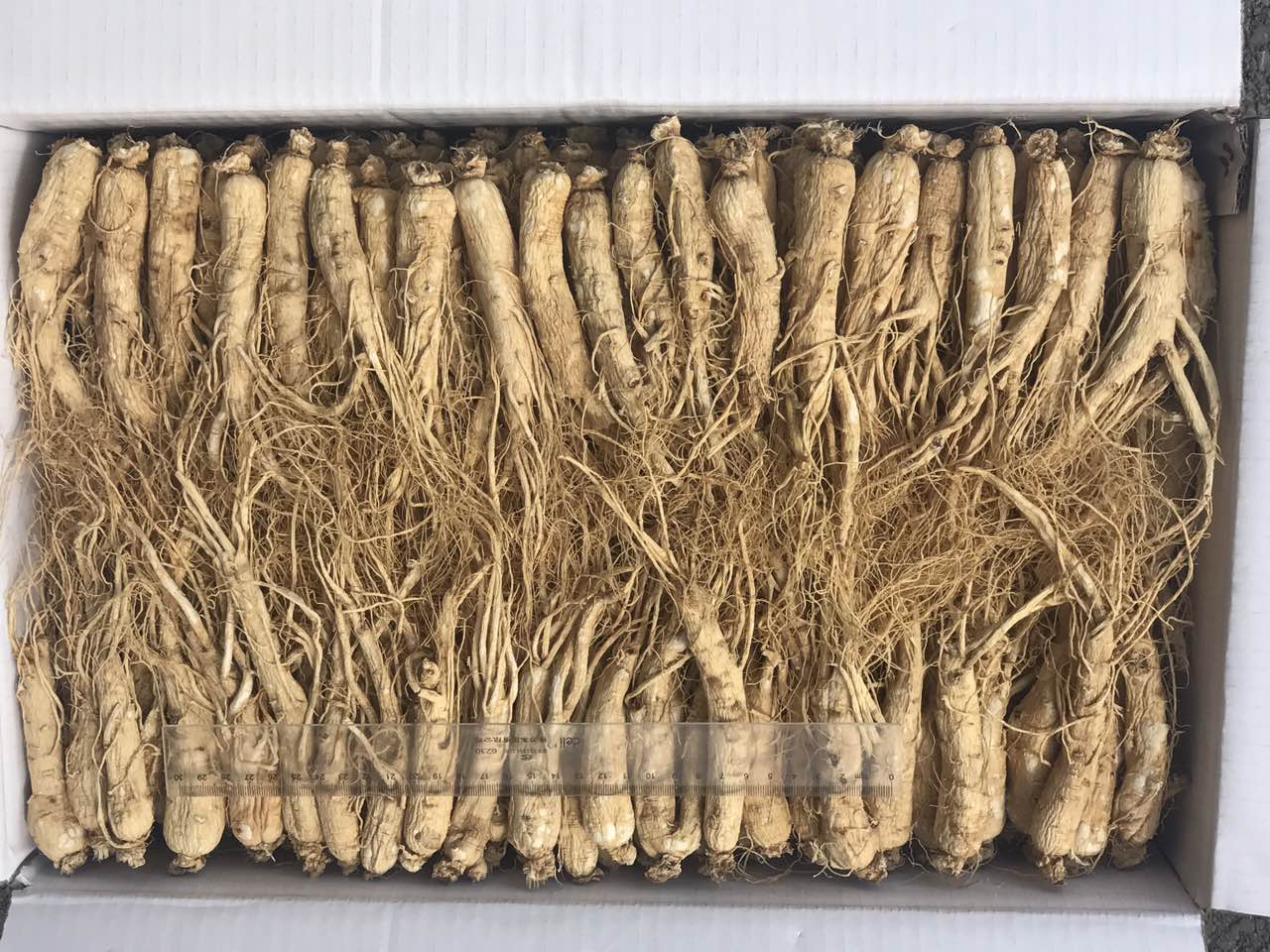 人参 - Ginseng Root