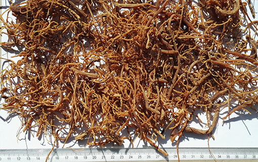 人参 - Ginseng Root